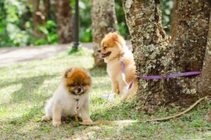 Щенки шпица померанского