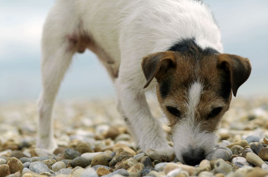 7 причин, почему собака ест камни?