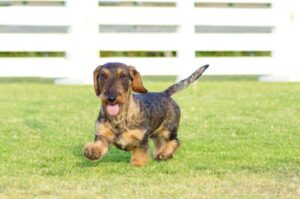 Жесткошёрстная такса на лужайке Жесткошёрстная такса: фото