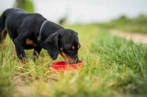 Такса пьет воду из миски Собака такса пьет воду из миски