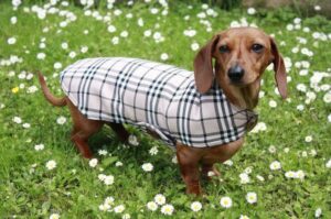 Модная такса Такса в одежде