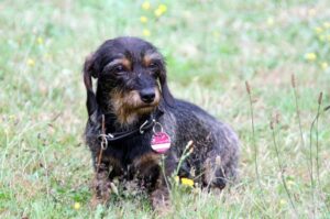 Жесткошёрстная такса Щенок жесткошёрстной таксы