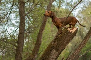 Такса на дереве Собака такса на дереве
