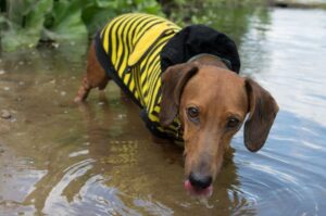 Такса пьет воду из реки Такса пьет воду из речки