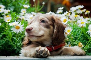 Красивый щенок таксы Милый щенок таксы