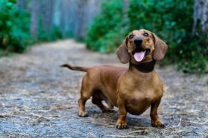 Собака такса Порода такса