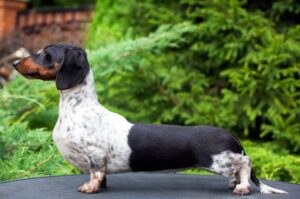 Такса гладкошерстная Гладкошёрстная такса