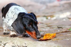 Такса фото Фото таксы