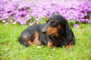 Красивое фото гладкошёрстной таксы Фото гладкошёрстной таксы