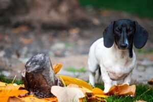 Черно-белая такса Такса черно-белого окраса