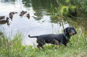 Гладкошёрстная такса на берегу озера Гладкошёрстная такса на озере