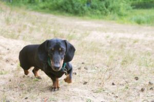 Такса гладкошёрстная: фото Фото гладкошёрстной таксы