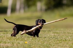 Такса с палкой в зубах Такса держит палку в зубах