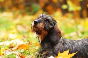 Собака жесткошёрстная такса Порода собак жесткошёрстная такса