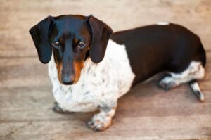 Фото красивой таксы Фото собаки таксы