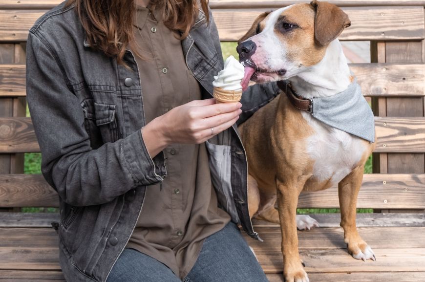 Собака ест мороженое 