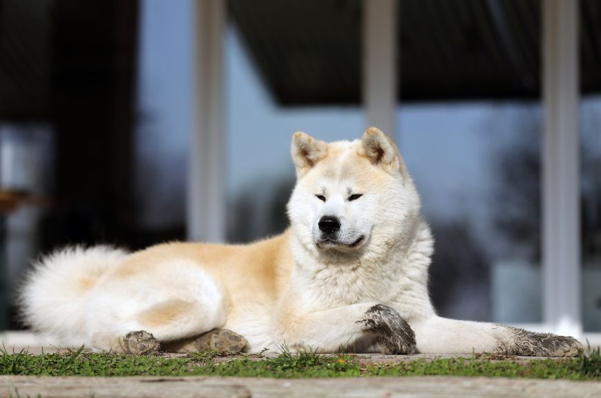 28 Лучших Сторожевых Пород Собак В Мире – Dog Breeds?