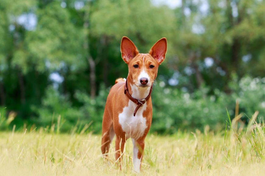 ТОП-30 самых неприхотливых и беспроблемных пород собак