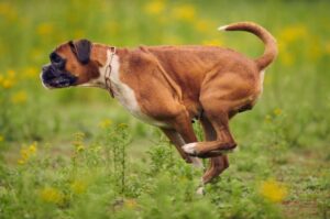 Бегущая собака породы немецкий боксер