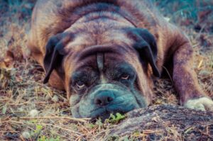 Фото породы боксер