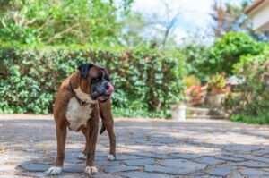 Стандарт немецкого боксера