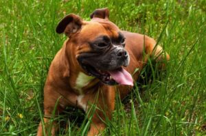 Порода немецкий боксер