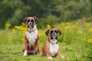 Собаки породы немецкий боксер