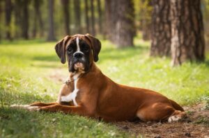 Фото немецкого боксера