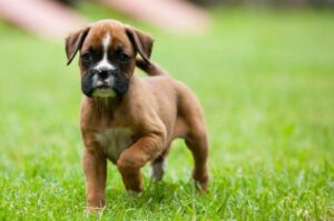 Щенок боксера: фото