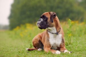 Немецкий боксер: красивая собака