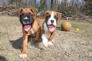 Два щенка немецкого боксера