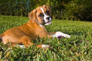 Немецкий боксер: щенок