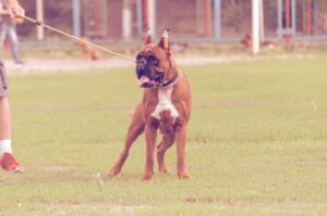 Немецкий боксер рыжего окраса