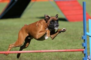 Собака породы немецкий боксер аджилити