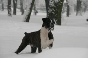 Немецкий боксер: зимнее фото