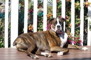 Боксер собака фото