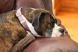 Боксер лежит на диване