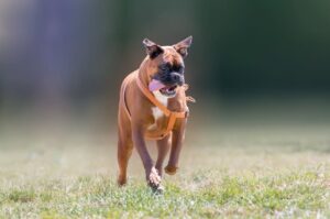 Немецкий боксер бежит