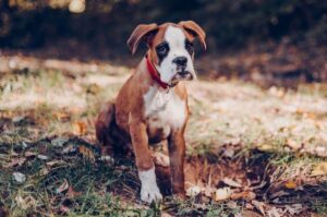 Щенок боксера: красивое фото