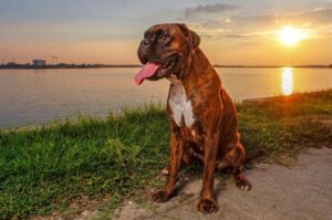 Немецкий боксер: красивое фото