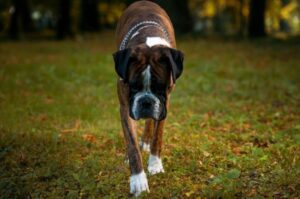 Порода немецкий боксер: фото