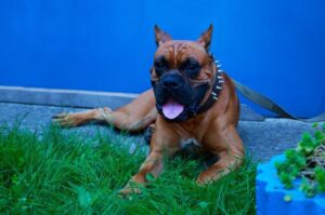 Порода собак немецкий боксер