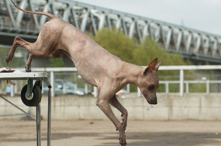 Голая перуанская собака: описание породы