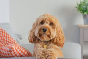 Гибридная порода кавапу