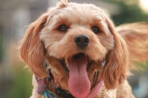 Собака породы кавудл