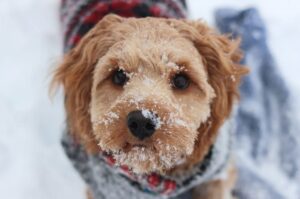 Собака кавудл зимой