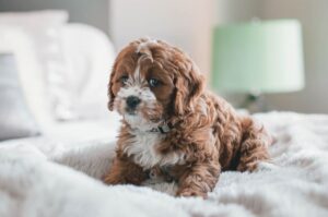 Красивый кавудл