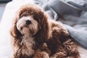 Красивый пес кавапу