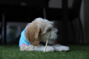 Собака кавудл