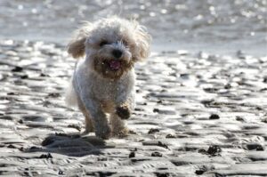 Собачка кавапу